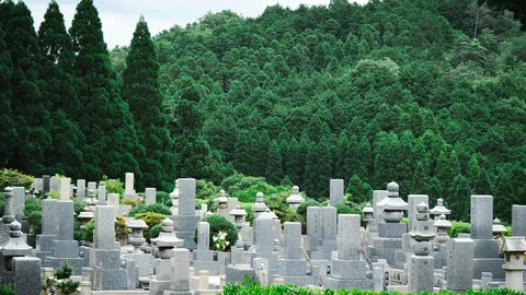 杉の森を背にした墓地に墓石が並ぶ遠景