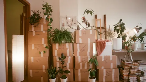 段ボール箱が積まれ、観葉植物が置かれた片付け途中の部屋